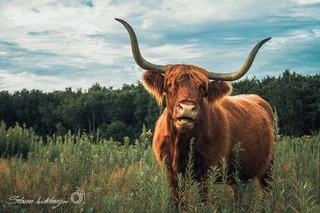 Happy cow