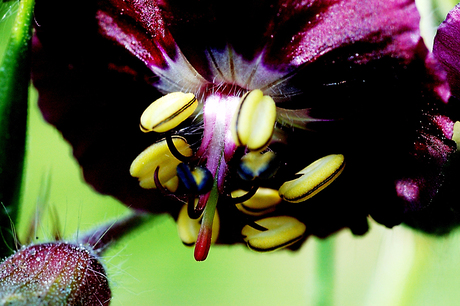 wilde tuin Geranium