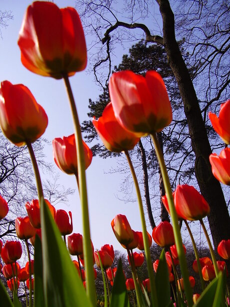 Rode tulpen met blauwe lucht