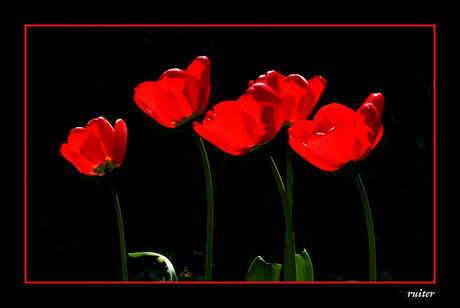 Lichtgevende tulpen