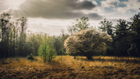 Hoge Veluwe