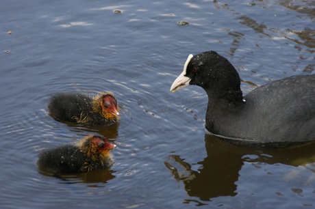 Voorjaar op het water