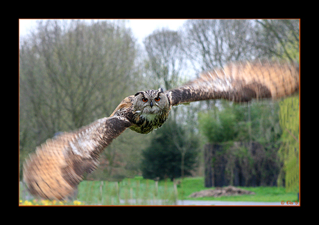 Oehoe in actie