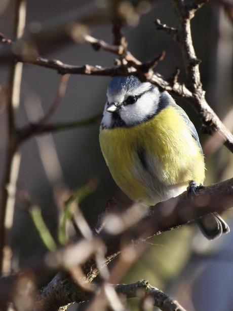 pimpelmees in de tuin