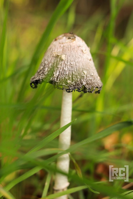 Cute little mushroom