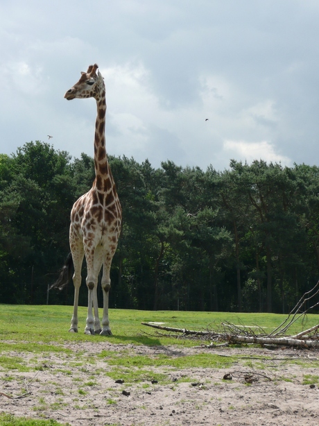 Giraffe Beekse Bergen