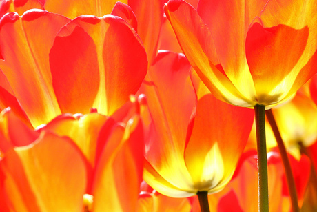 Vlammende tulpen