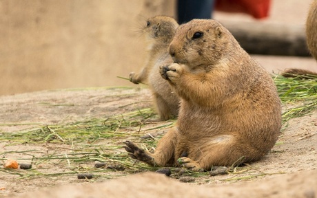 Prairie hondjes