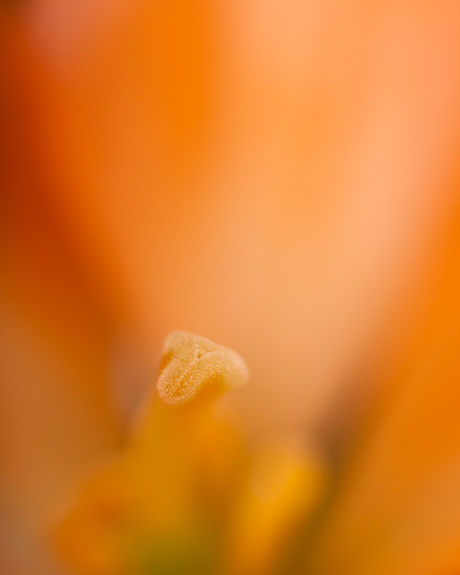 stamper van een oranje lelie close up