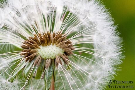 Paardenbloem