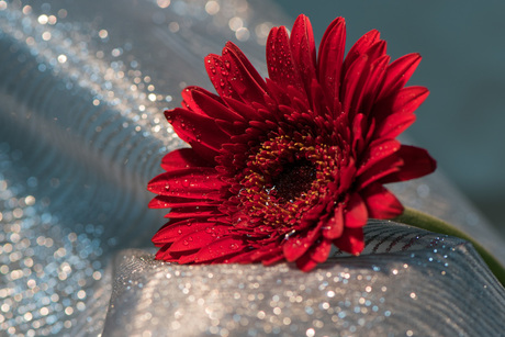 glinsterend Gerbera