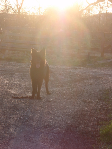 Hond in de tegenlicht