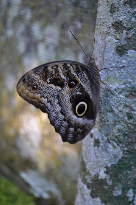 Vlinder Amazone Ecuador