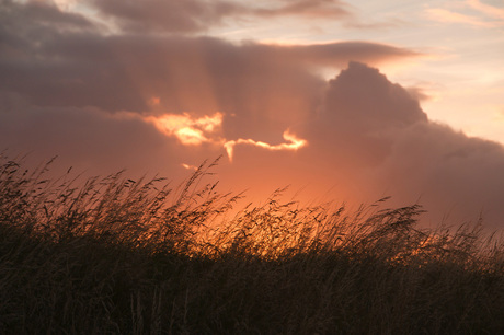 brandend gras