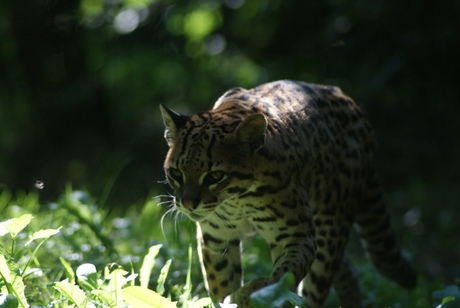 ocelot