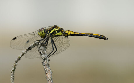 DIT IS 'n ......Zwarte heidelibel