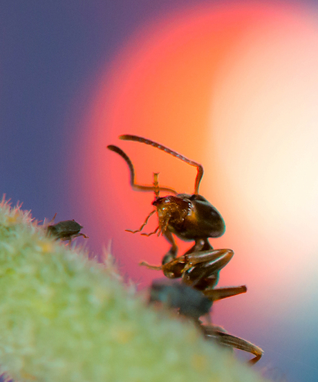 Ants15.jpg900