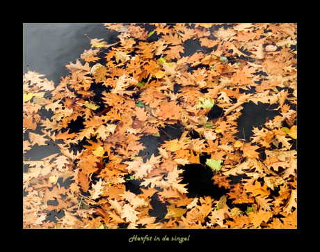 Herfst in de singel