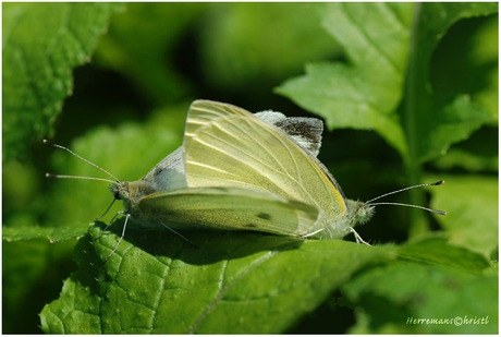 Witjes in het dubbel