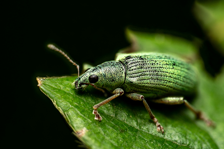 Groene snuitkever op aardbeiblad