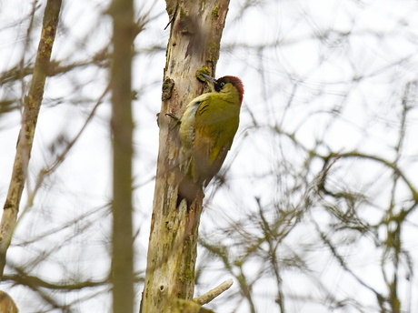Groene specht