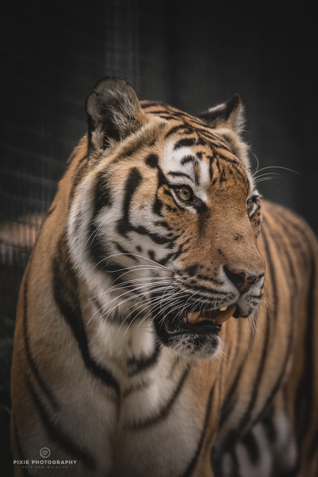 Tijger in Landgoed Hoenderdaell