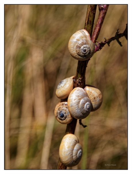 Slakjes in de duinen