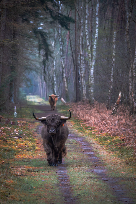 Goois Natuurreservaat