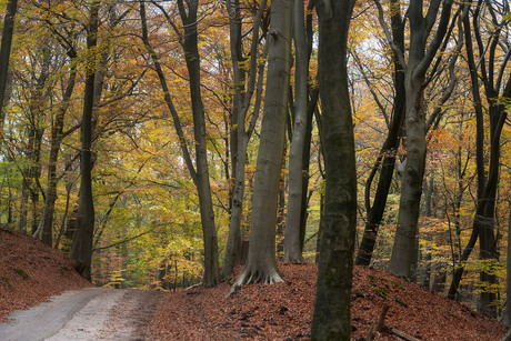 Herfst in Ermelo