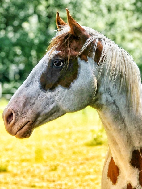 Paint Horse