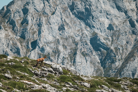 Rupicapra in Picos de Europa