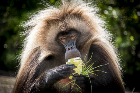 Gelada