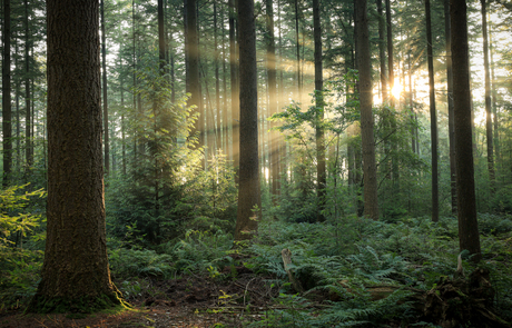 Genieten in het bos