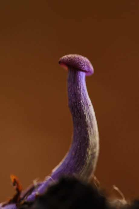 In het licht (Amethistzwam)