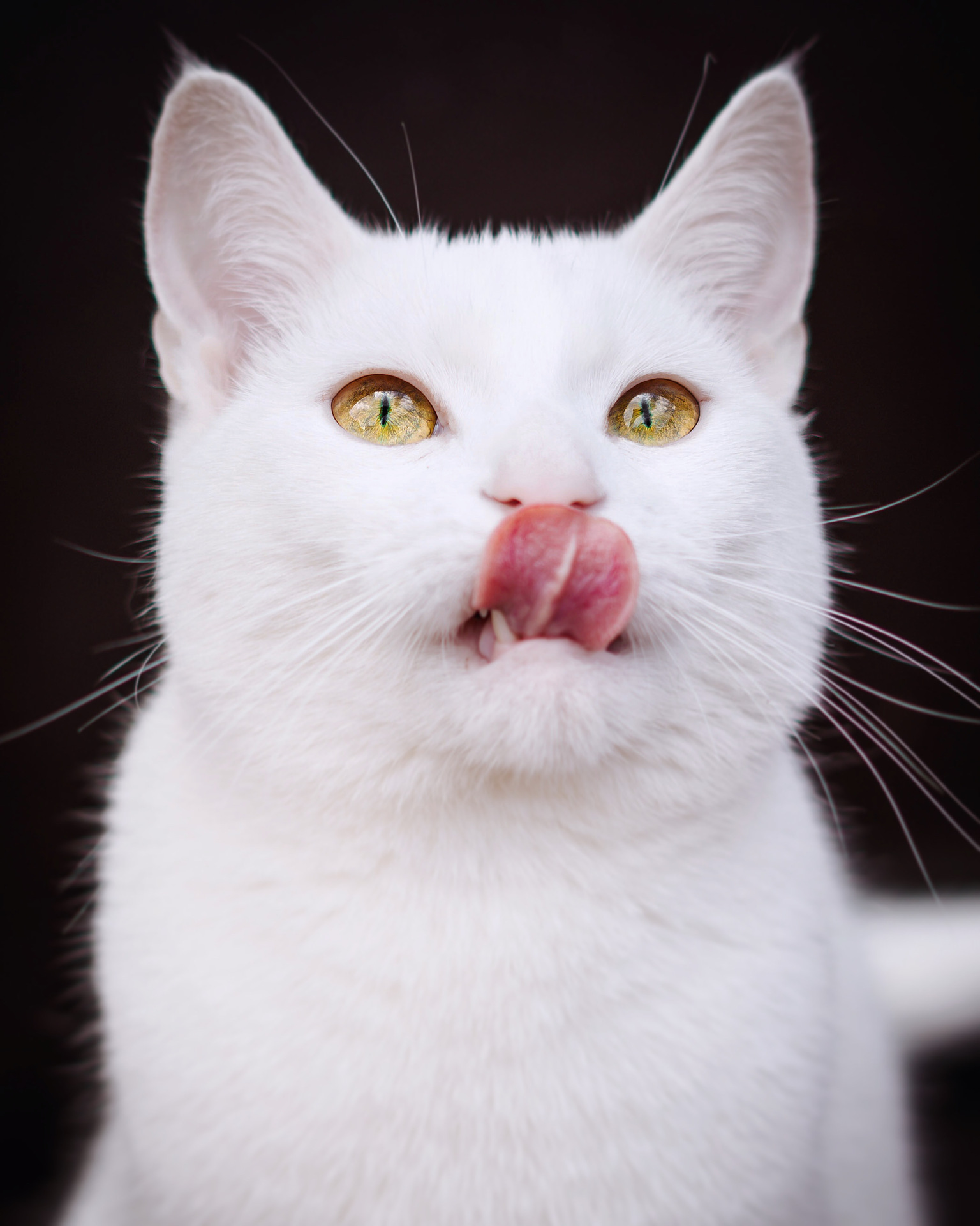 Tapijt Praten tegen Glimp Witte kat steekt tong uit - foto van Fotograveertje - Dieren - Zoom.nl