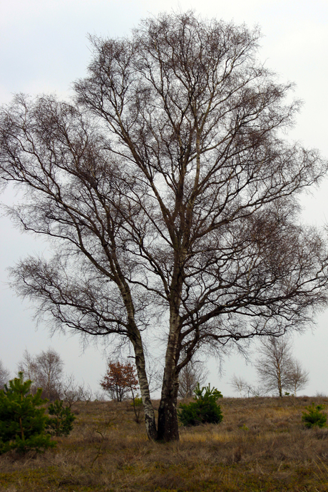 Karakteristieke bomen.  (3)