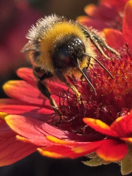 Hommel