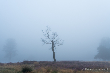 lonely tree