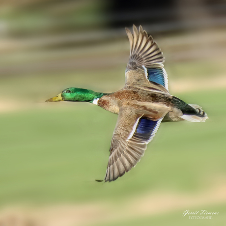 Wilde eend In de vlucht