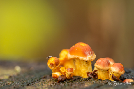 paddenstoelen met insect
