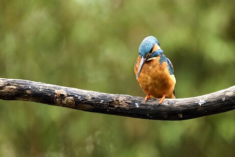 IJsvogel
