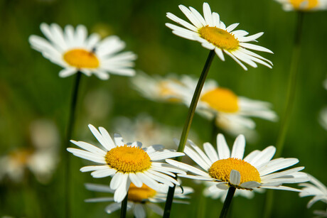 Zomerbloemen