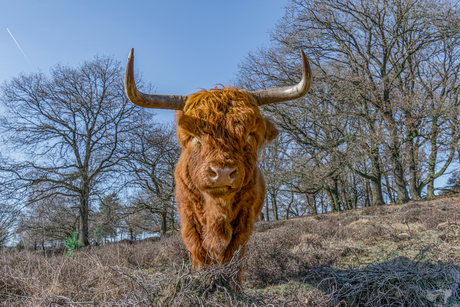 Scottish Highlander in the dutch National Park de Hoge Veluwe