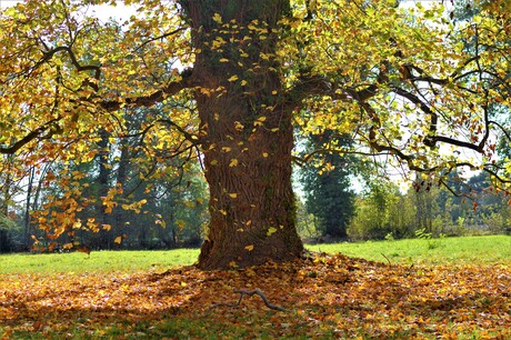 Heerlijke Herfst