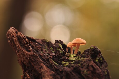 Twee paddenstoelen op een boomstam...