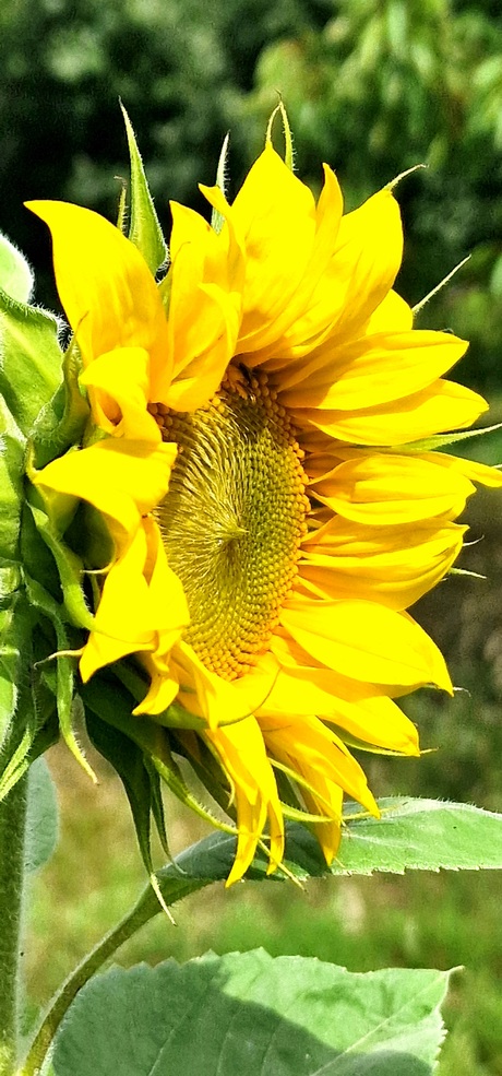 Zonnebloem