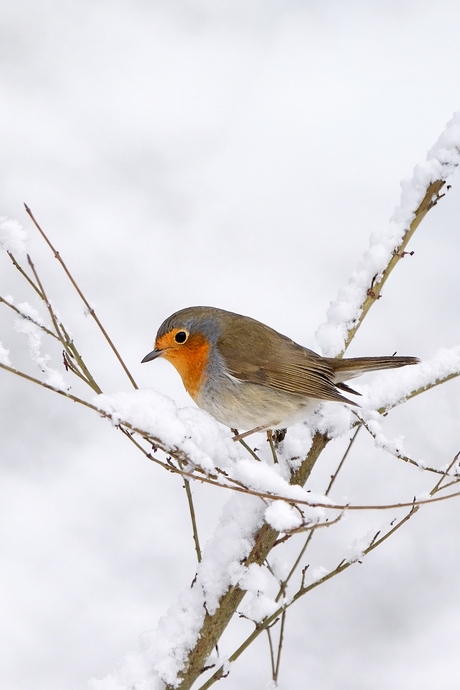 Roodborstje in de sneeuw 