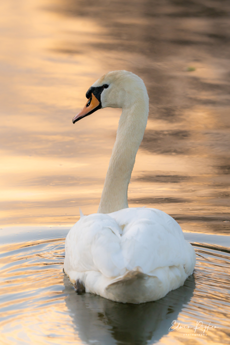 Zon en Zwaan