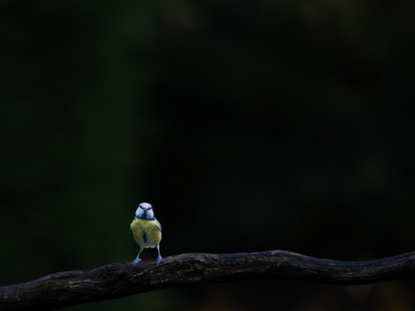 Only the lonely in het donkere bos