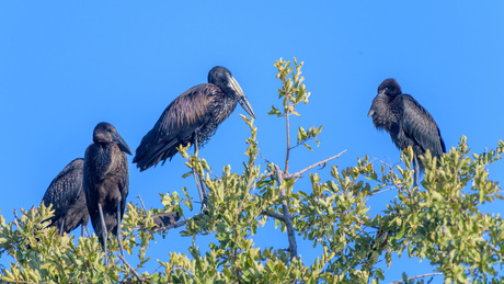 African Open Bill